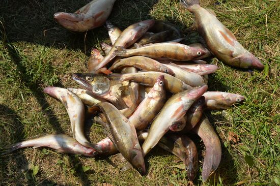 Kama Ukha Soup Festival and Fishing Championship