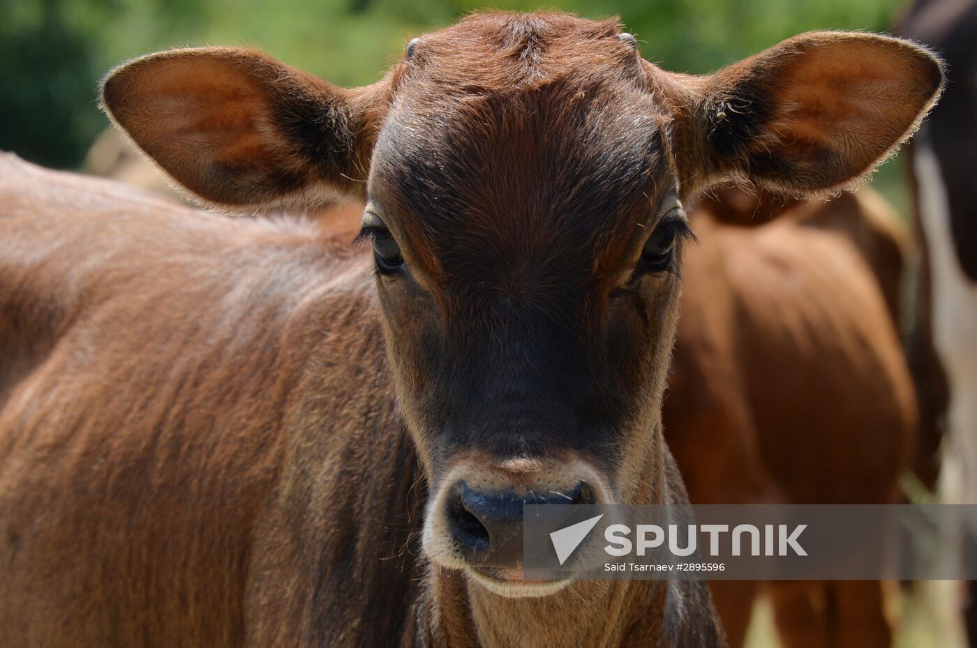 Cattle epidemic of lumpy skin disease