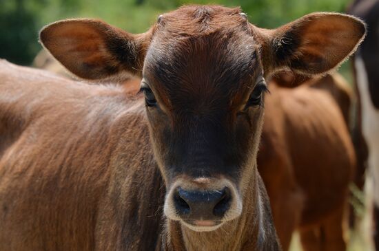 Cattle epidemic of lumpy skin disease