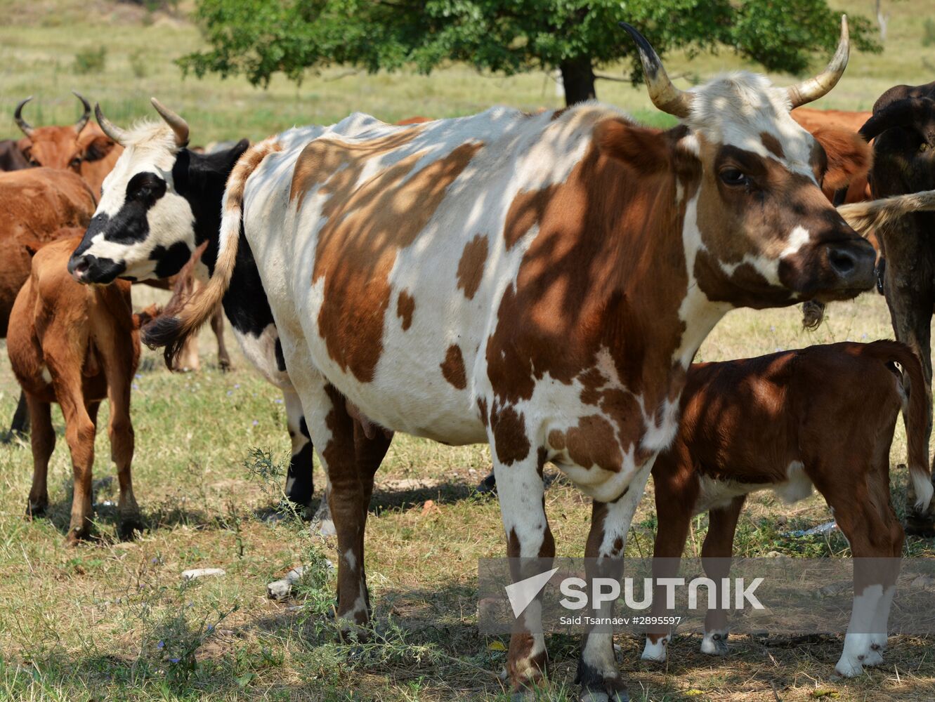 Cattle epidemic of lumpy skin disease