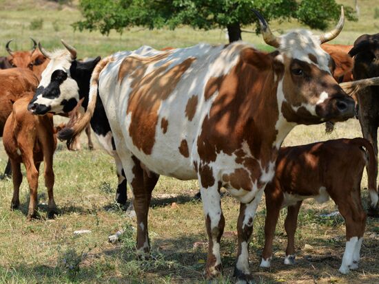 Cattle epidemic of lumpy skin disease