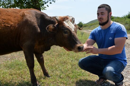 Cattle meat is tested for lumpy skin disease