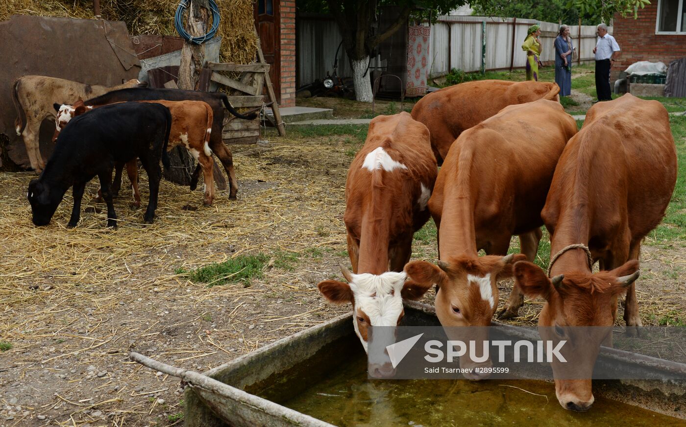 Cattle meat is tested for lumpy skin disease