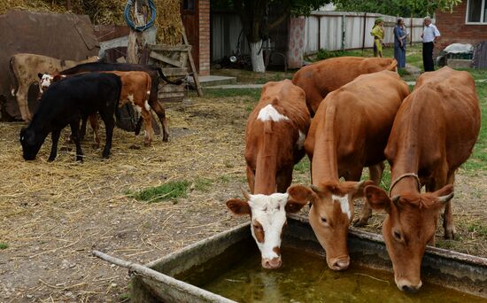 Cattle meat is tested for lumpy skin disease