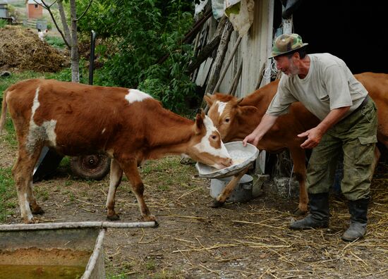 Cattle meat is tested for lumpy skin disease
