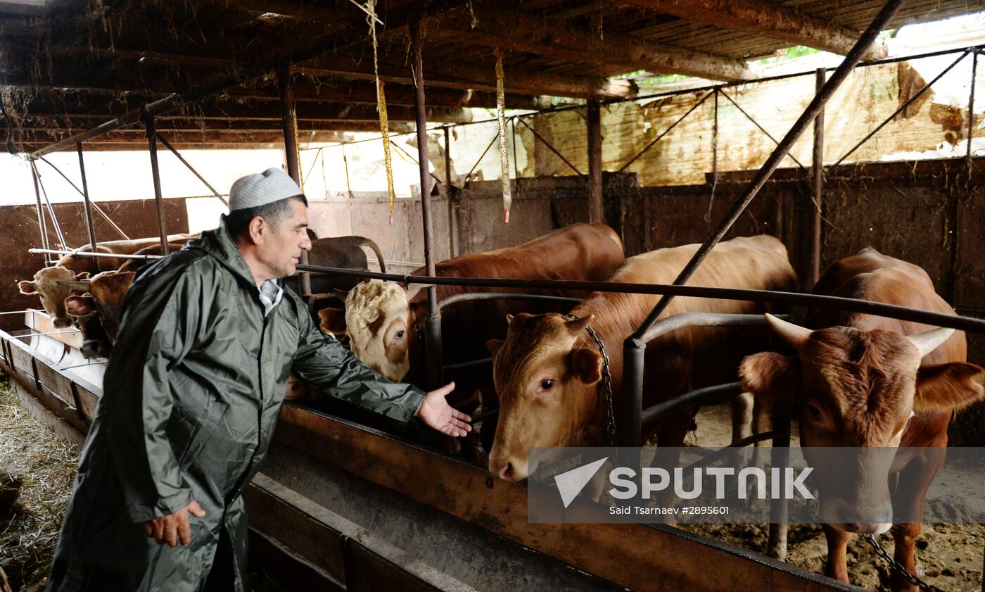 Cattle meat is tested for lumpy skin disease