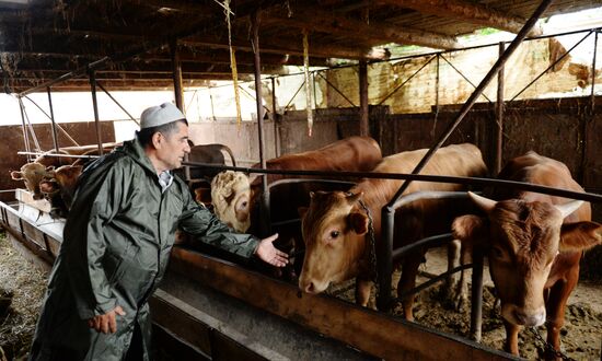 Cattle meat is tested for lumpy skin disease