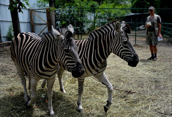 New animals are brought to private zoo in Vladivostok