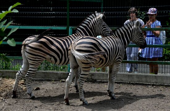 New animals are brought to private zoo in Vladivostok