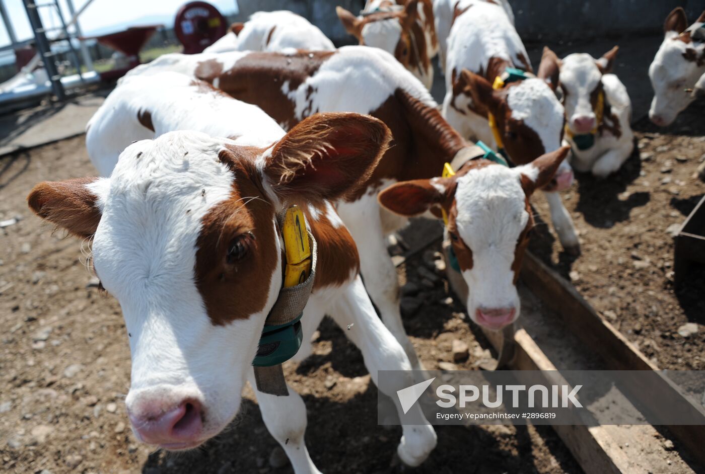 Farm in Shishkino, Chitinsky district