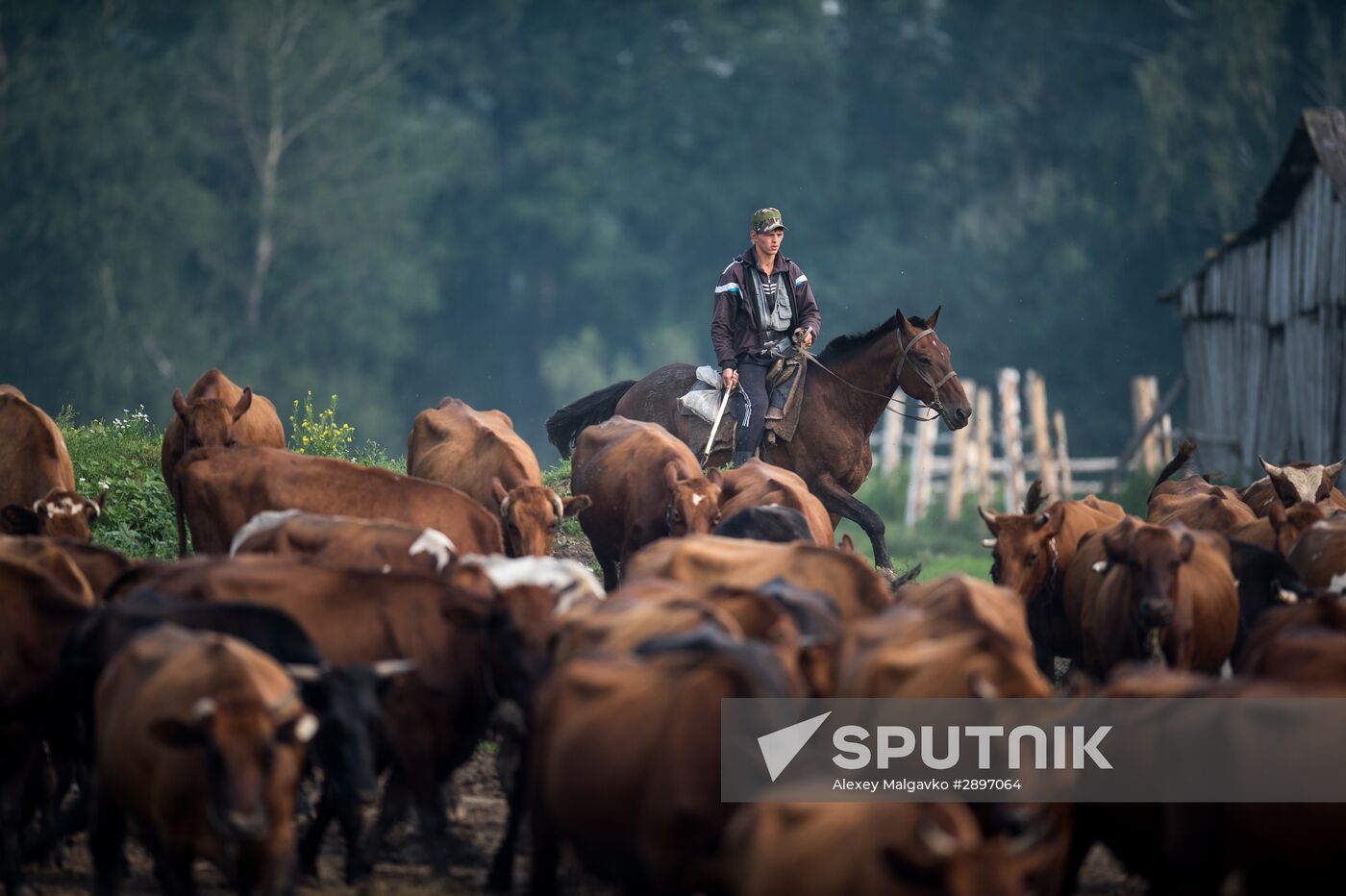 Farm work in Lozhnikovo, Omsk Region