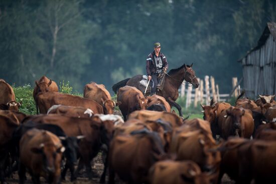 Farm work in Lozhnikovo, Omsk Region