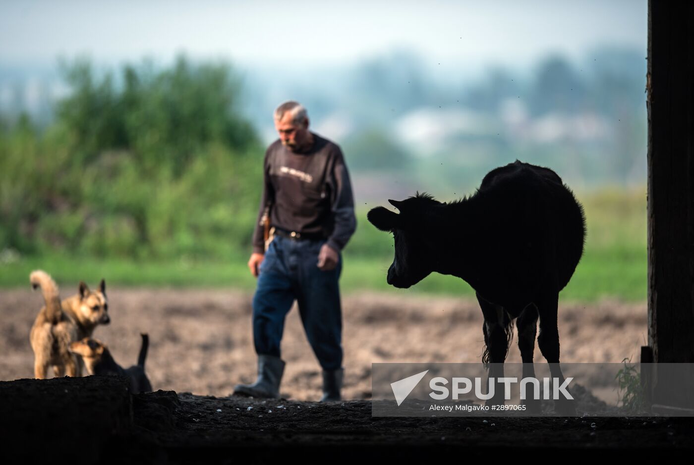 Farm work in Lozhnikovo, Omsk Region