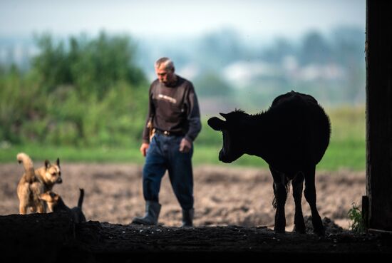 Farm work in Lozhnikovo, Omsk Region