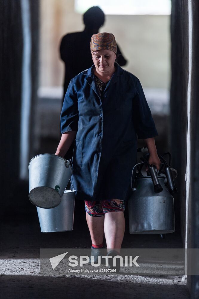 Farm work in Lozhnikovo, Omsk Region