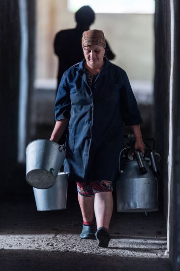 Farm work in Lozhnikovo, Omsk Region