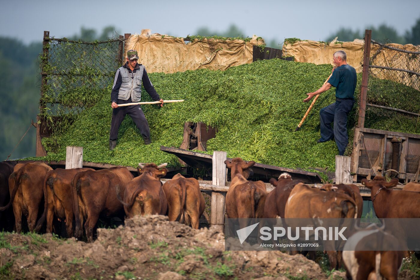 Farm work in Lozhnikovo, Omsk Region