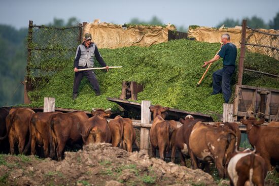 Farm work in Lozhnikovo, Omsk Region