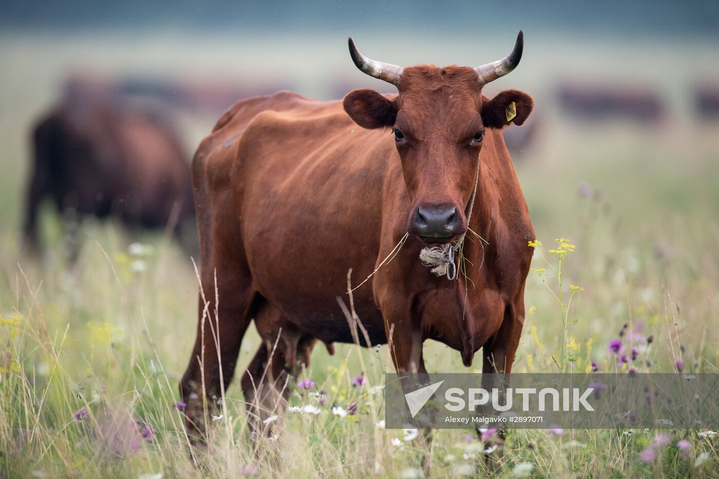 Farm work in Lozhnikovo, Omsk Region