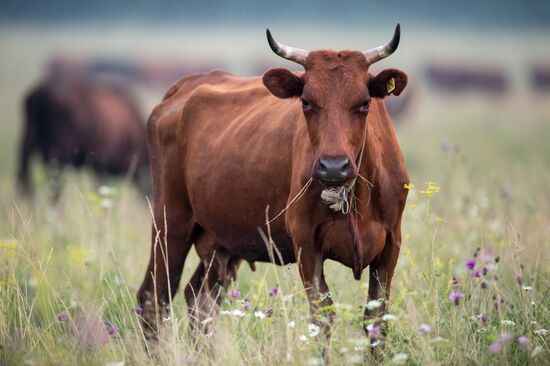 Farm work in Lozhnikovo, Omsk Region