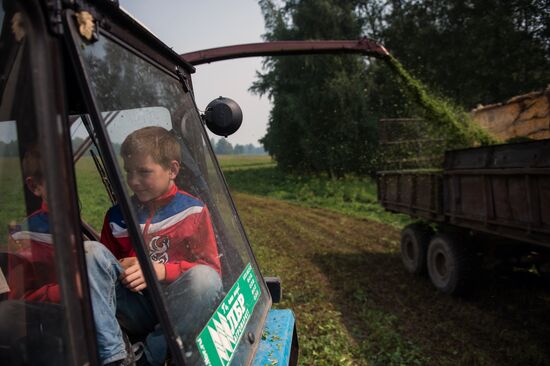Farm work in Lozhnikovo, Omsk Region