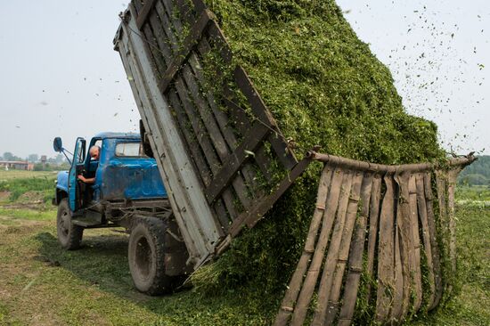 Farm work in Lozhnikovo, Omsk Region