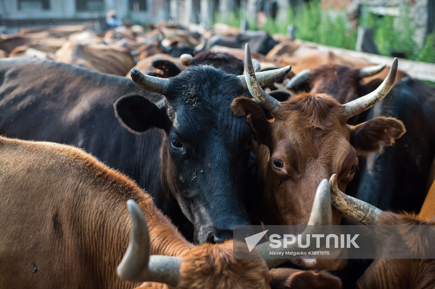 Farm work in Lozhnikovo, Omsk Region