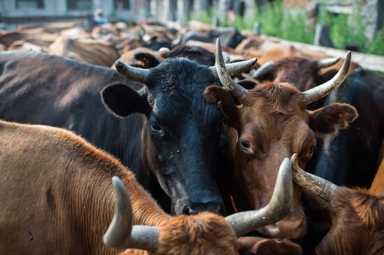 Farm work in Lozhnikovo, Omsk Region