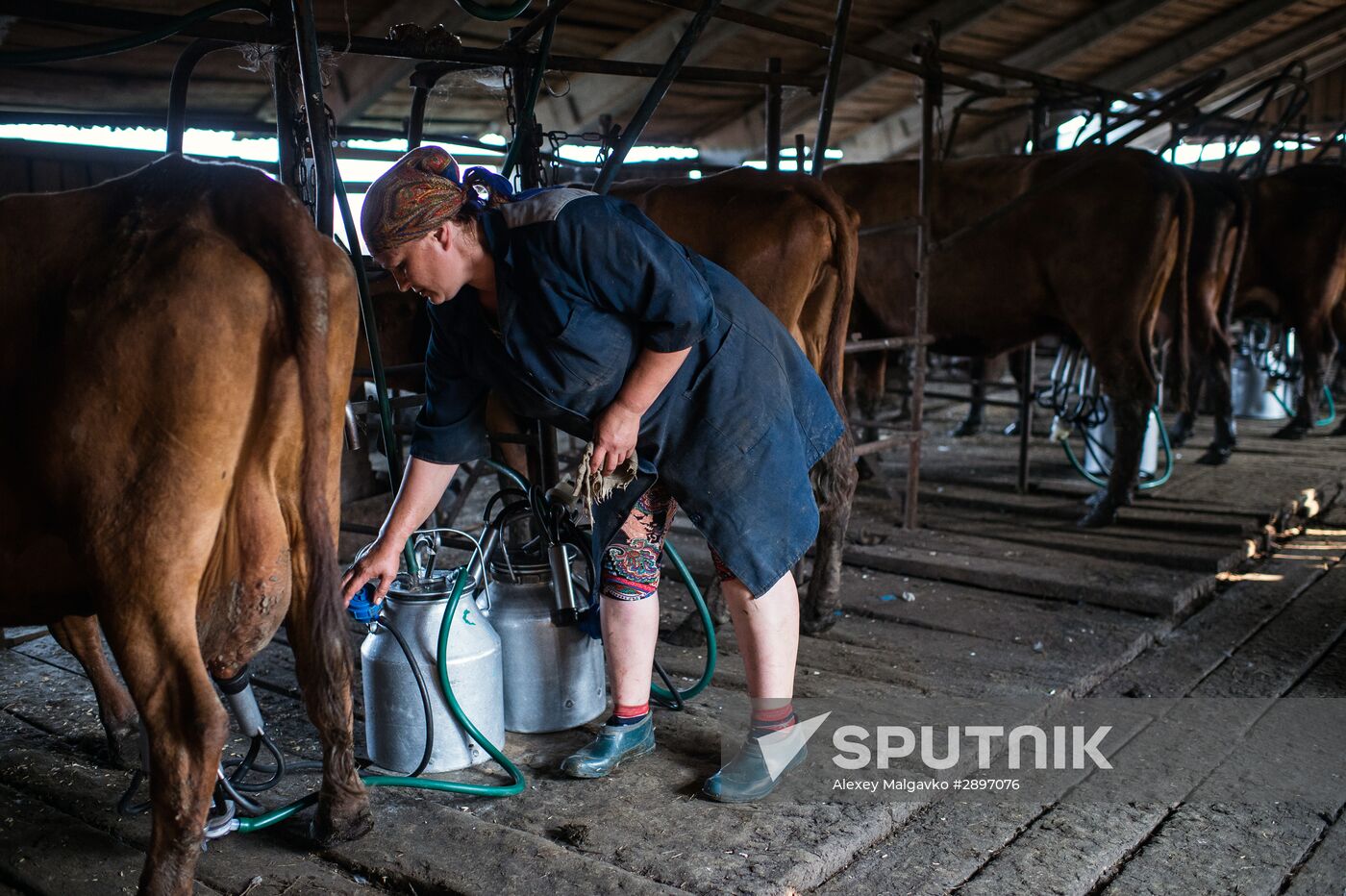 Farm work in Lozhnikovo, Omsk Region