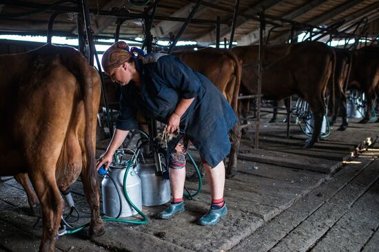 Farm work in Lozhnikovo, Omsk Region