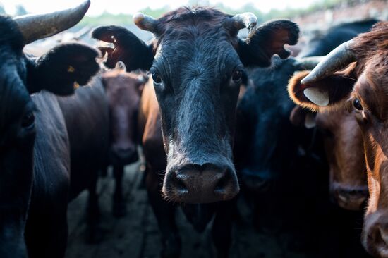 Farm work in Lozhnikovo, Omsk Region