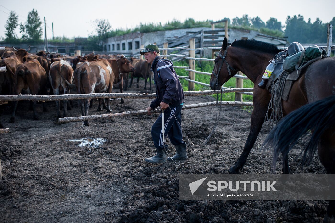 Farm work in Lozhnikovo, Omsk Region
