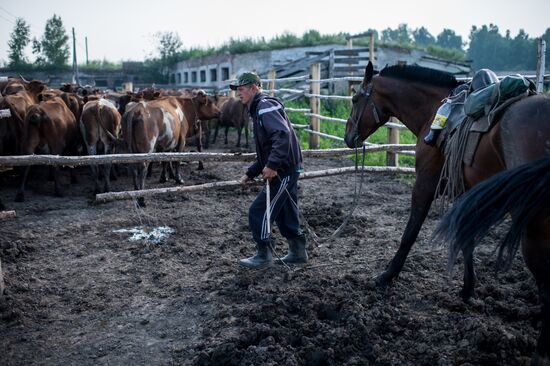 Farm work in Lozhnikovo, Omsk Region