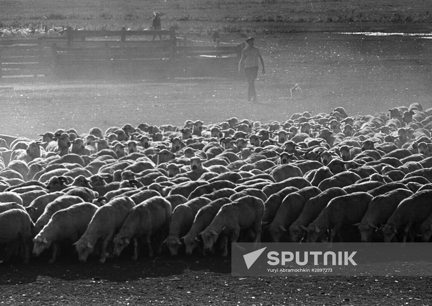 Pervomaisky state poultry farm in Crimea