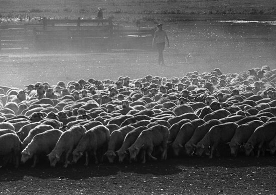 Pervomaisky state poultry farm in Crimea