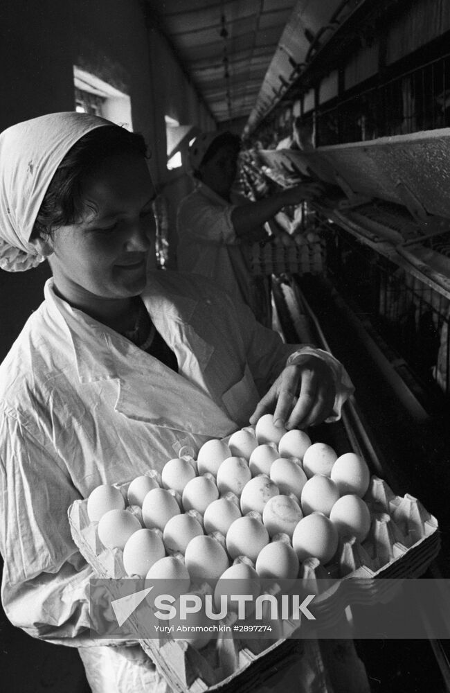 Pervomaisky state poultry farm in Crimea