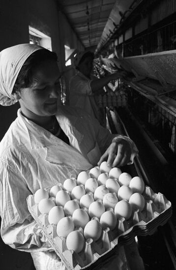 Pervomaisky state poultry farm in Crimea