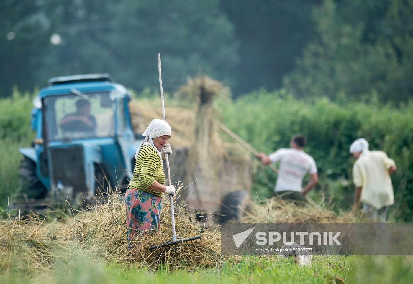 Hay making in Omsk Region