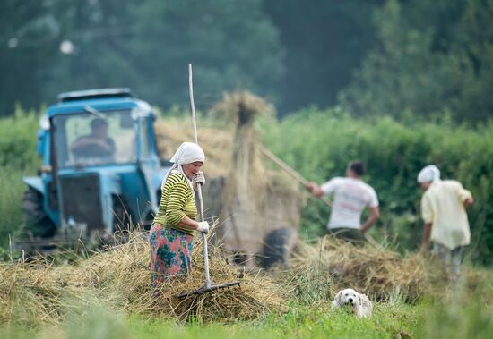 Hay making in Omsk Region