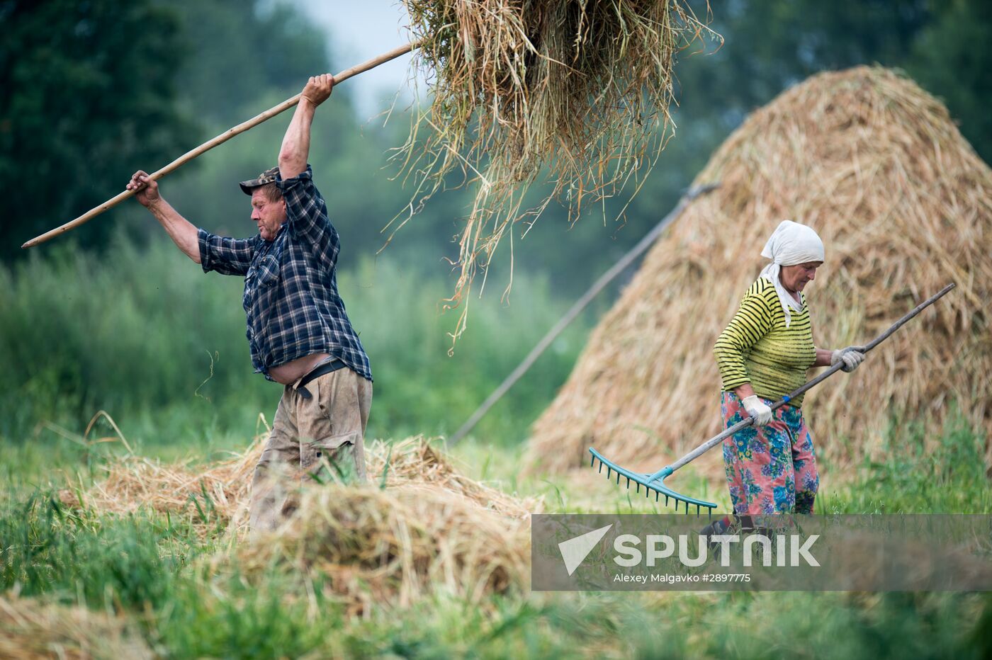 Hay making in Omsk Region