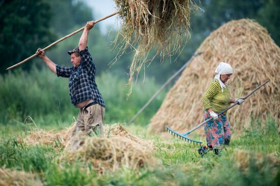 Hay making in Omsk Region