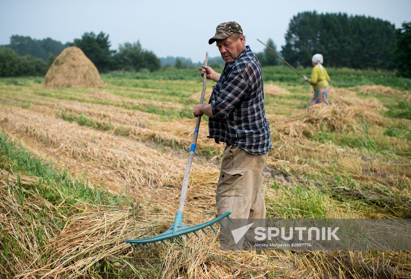 Hay making in Omsk Region