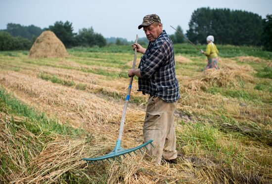 Hay making in Omsk Region