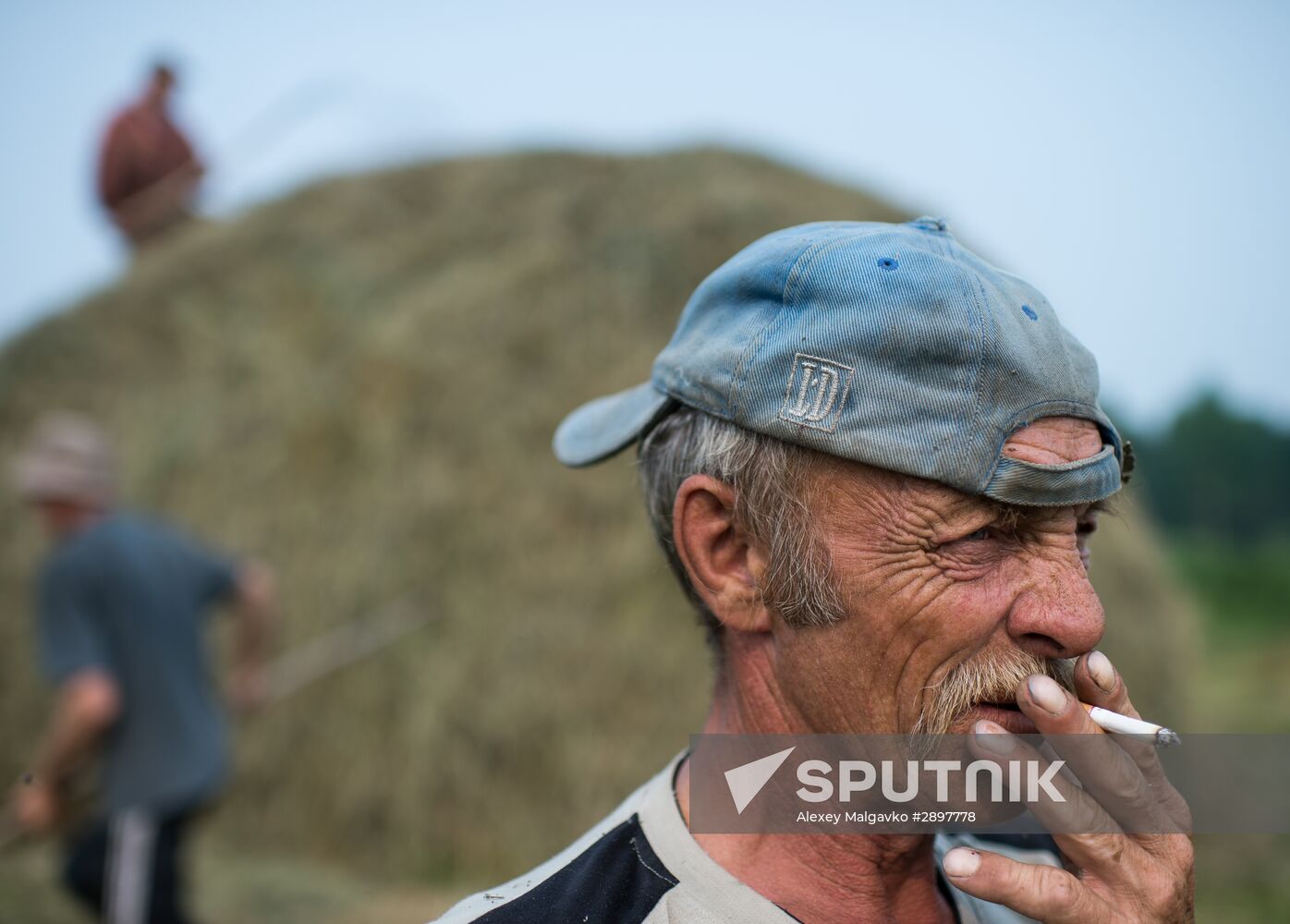 Harvesting hay in Omsk region