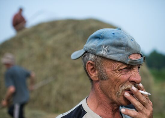 Harvesting hay in Omsk region