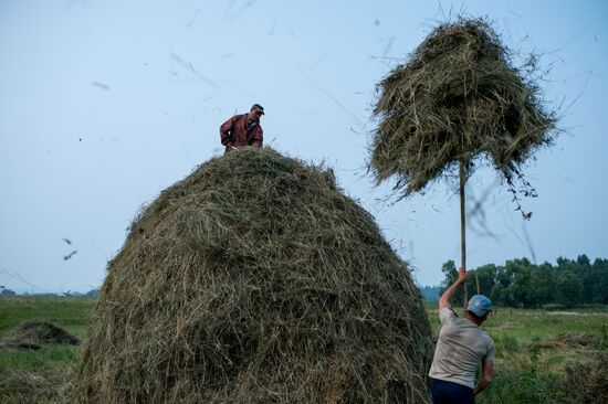 Harvesting hay in Omsk region