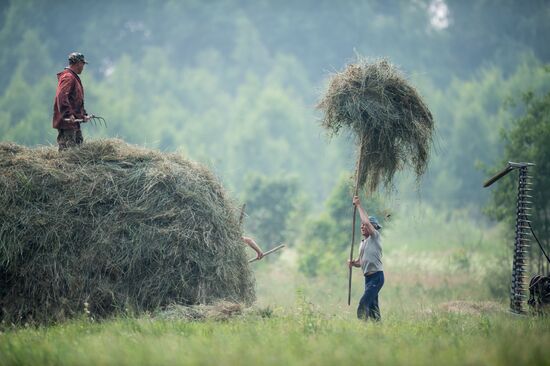 Harvesting hay in Omsk region