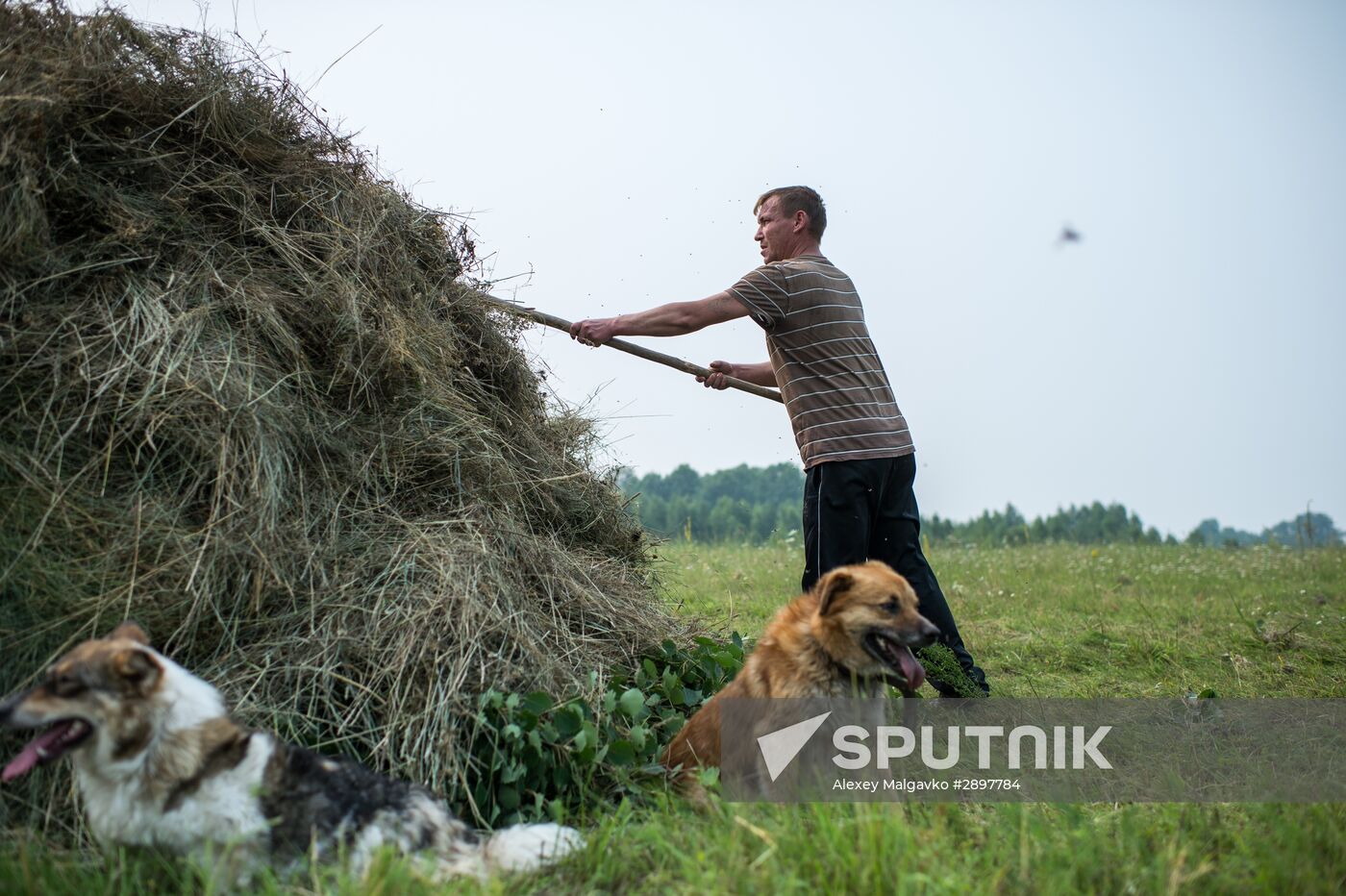Harvesting hay in Omsk region