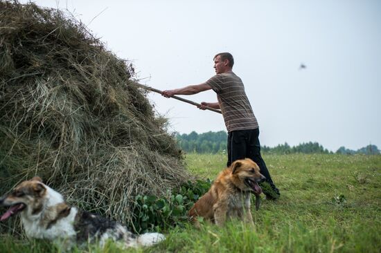 Harvesting hay in Omsk region