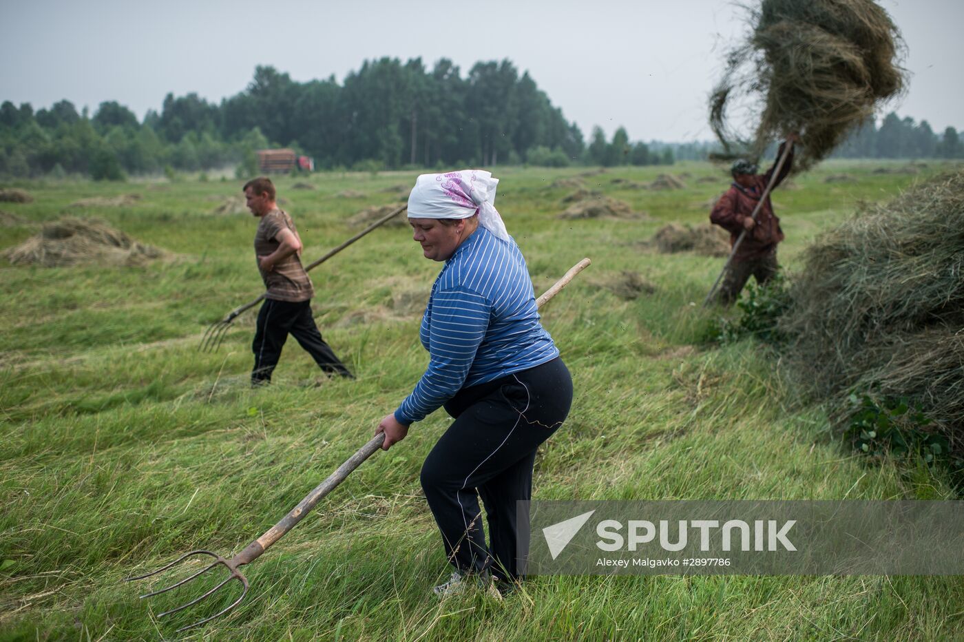 Harvesting hay in Omsk region